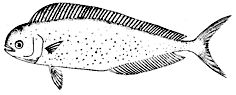 Coryphaena equiselis_claves.jpg